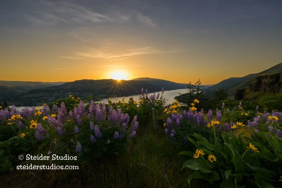 Sunrise — Steider Studios